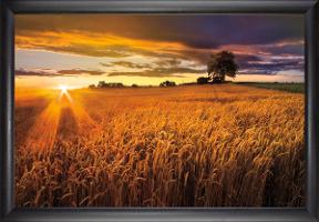 Sunlight on the Wheat Fields Print