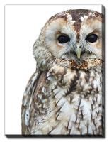 Streamline Art Owl Canvas